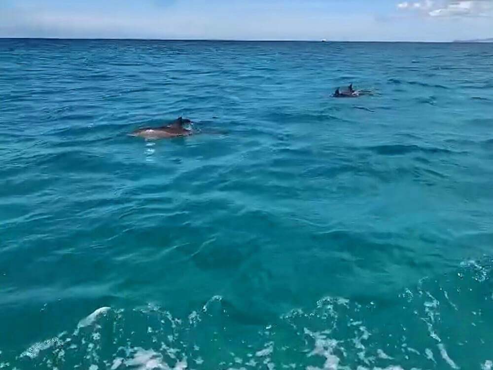 7.イルカが船の近くを通ります