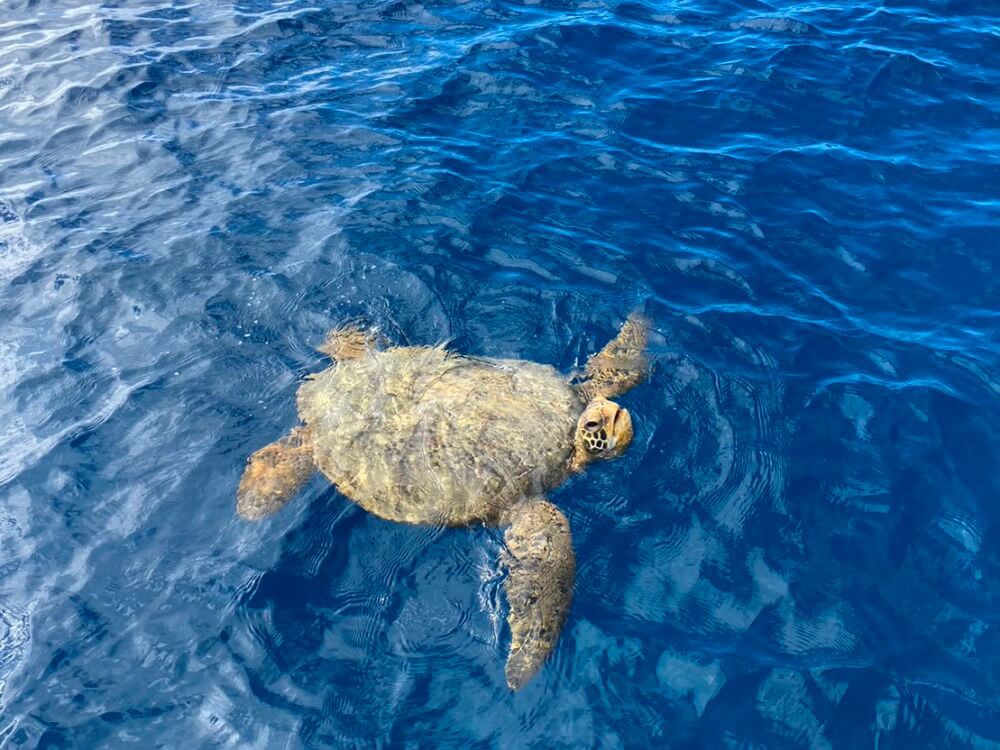 8.ウミガメ（ホヌ）がお出迎え