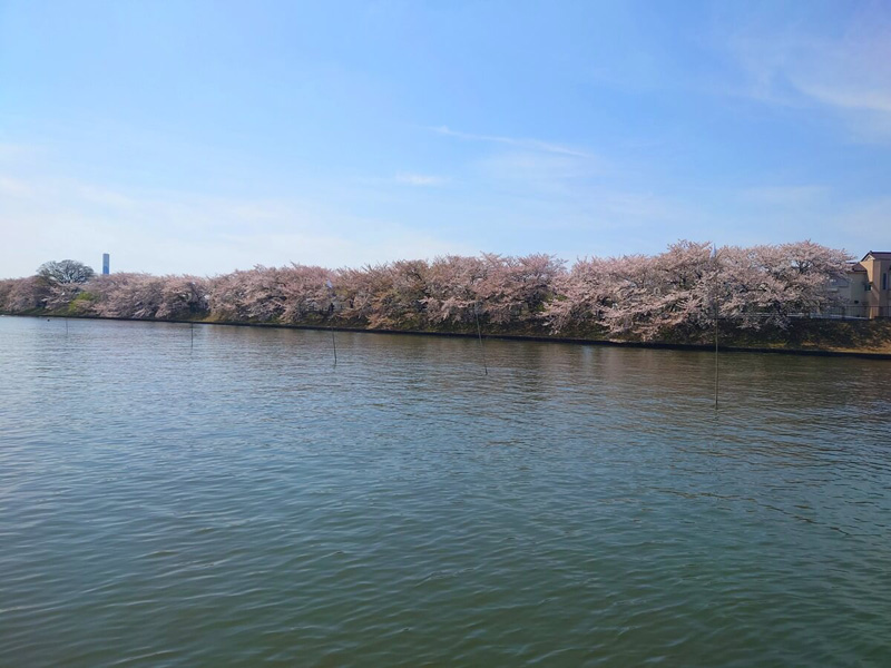 1.桜が満開のマリーナ