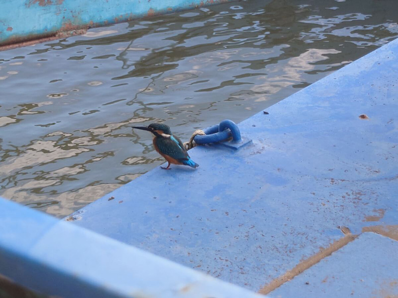 2.カワセミがやって来ることも